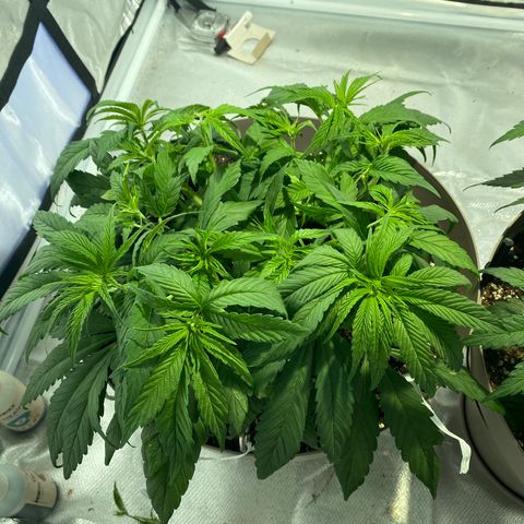 Animal Cookies growlog timeline photo