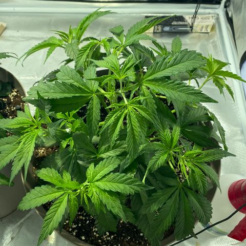 Runtz growlog timeline photo