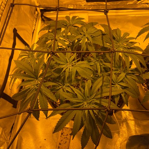 Animal Cookies growlog timeline photo