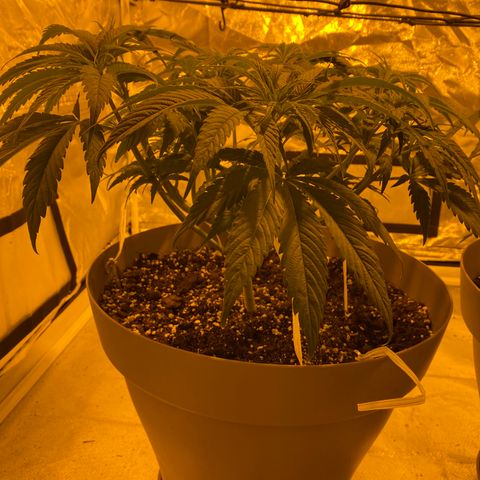 Animal Cookies growlog timeline photo