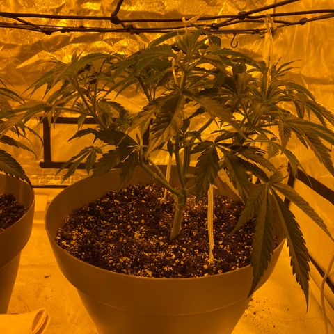 Runtz growlog timeline photo