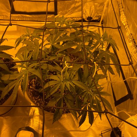 Runtz growlog timeline photo