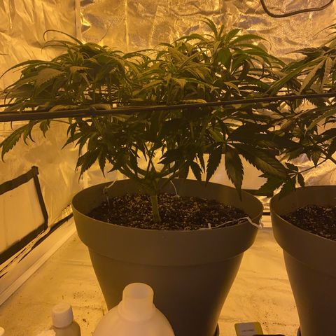 Animal Cookies growlog timeline photo