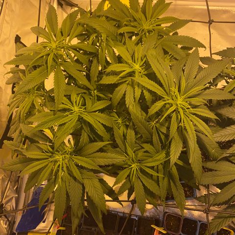 Animal Cookies growlog timeline photo