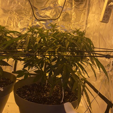 Runtz growlog timeline photo