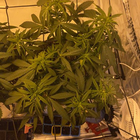Runtz growlog timeline photo