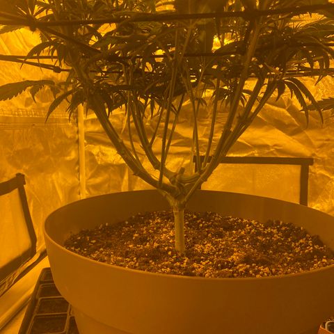 Animal Cookies growlog timeline photo