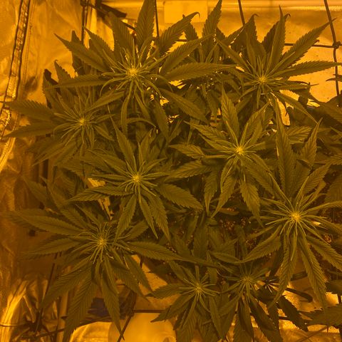 Animal Cookies growlog timeline photo