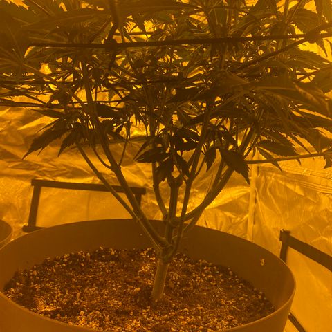 Runtz growlog timeline photo