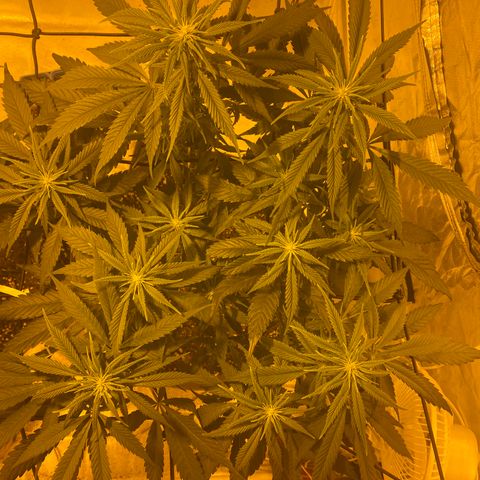 Runtz growlog timeline photo