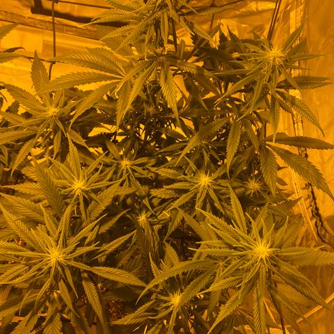 Runtz growlog timeline photo