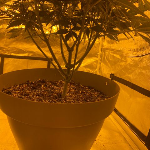 Runtz growlog timeline photo