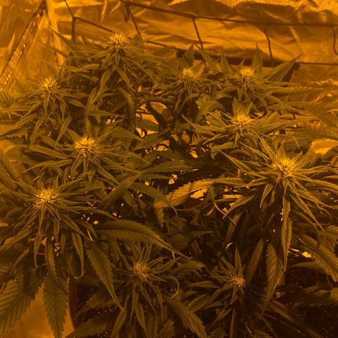 Animal Cookies growlog timeline photo