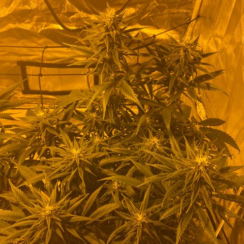 Runtz growlog timeline photo