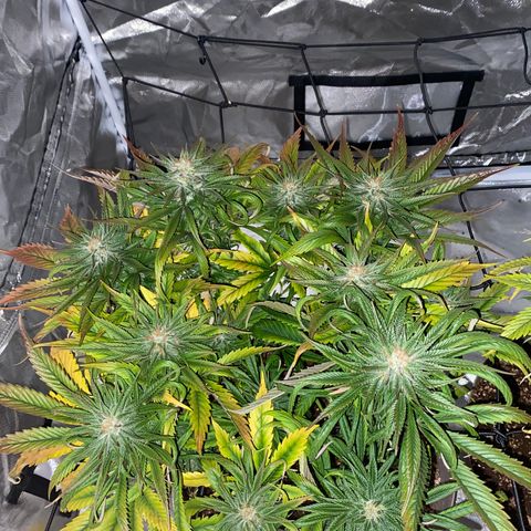 Animal Cookies growlog timeline photo