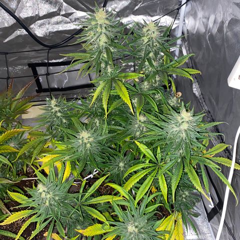 Runtz growlog timeline photo