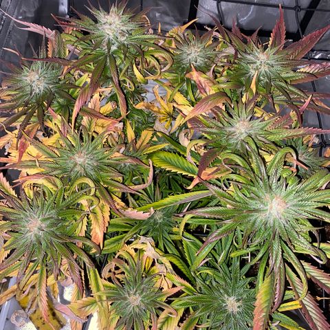 Animal Cookies growlog timeline photo