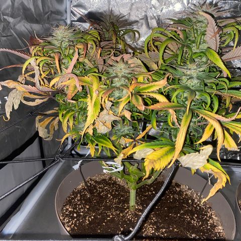 Animal Cookies growlog timeline photo