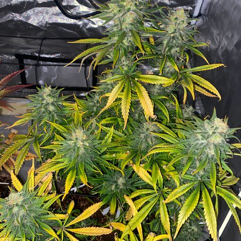 Runtz growlog timeline photo