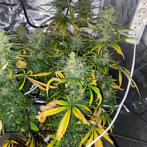 Runtz growlog timeline photo