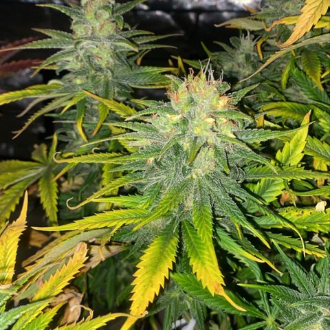 Runtz growlog timeline photo