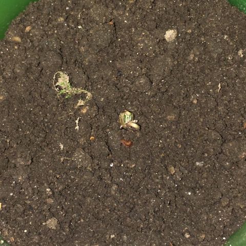 Runtz x Layer Cake growlog photo: Salió ya de la tierra y en breves desprenderá la cáscara de lo que fue la semilla, el casi comienzo de la fase de plántala.