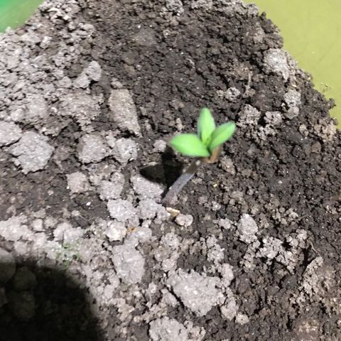 Runtz x Layer Cake growlog timeline photo