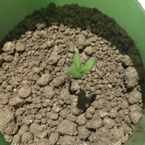 Runtz x Layer Cake growlog timeline photo
