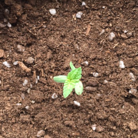 Runtz x Layer Cake growlog timeline photo