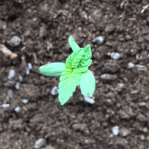 Runtz x Layer Cake growlog timeline photo