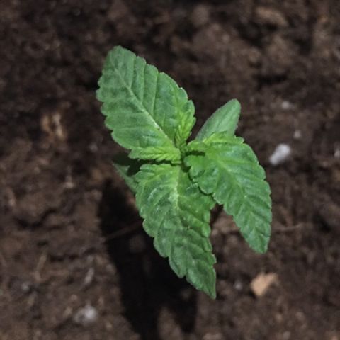 Runtz x Layer Cake growlog timeline photo