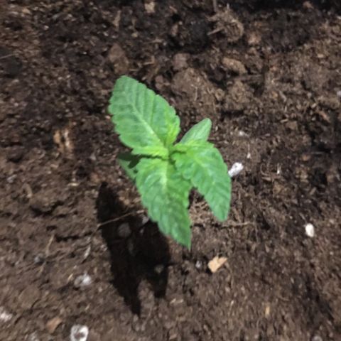 Runtz x Layer Cake growlog timeline photo