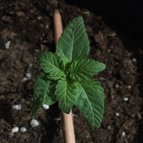Runtz x Layer Cake growlog timeline photo