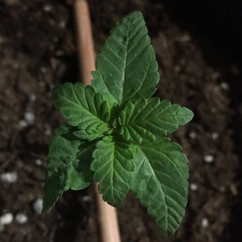 Runtz x Layer Cake growlog timeline photo