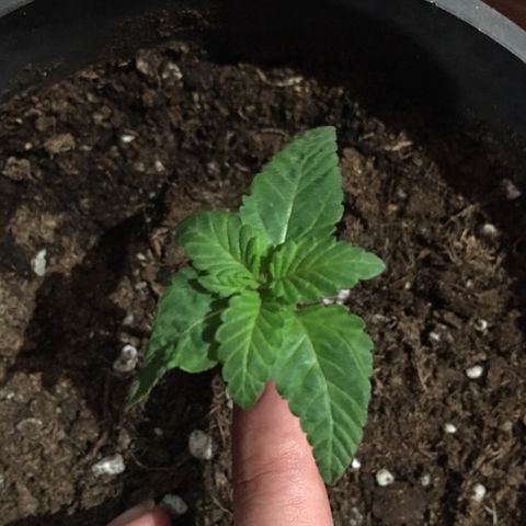 Runtz x Layer Cake growlog timeline photo
