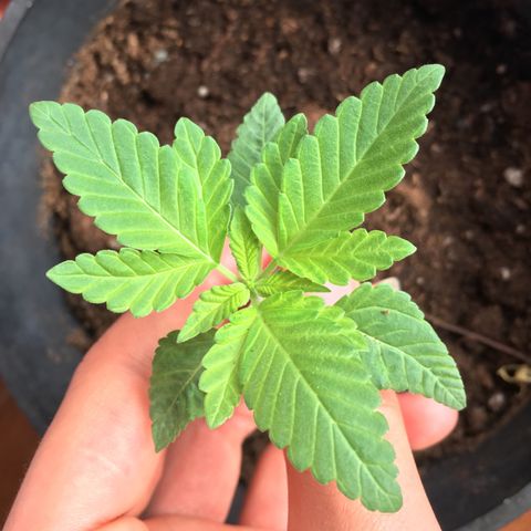 Runtz x Layer Cake growlog timeline photo
