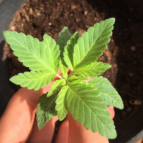 Runtz x Layer Cake growlog timeline photo