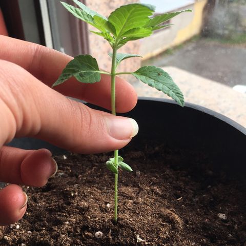 Runtz x Layer Cake growlog timeline photo