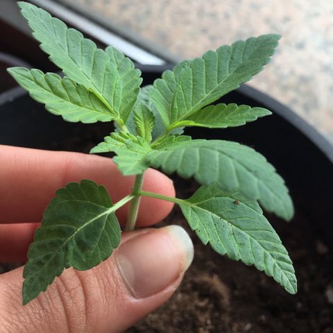 Runtz x Layer Cake growlog timeline photo