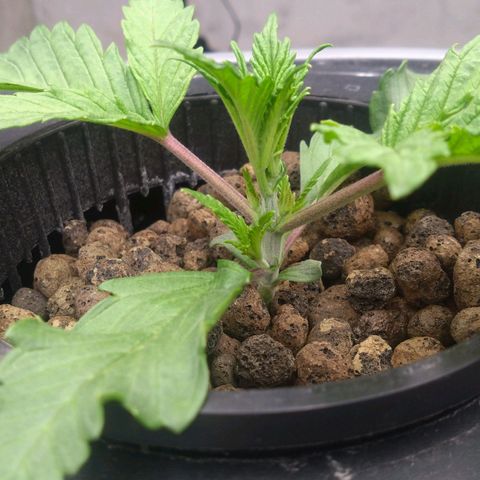 Cereal Milk growlog timeline photo