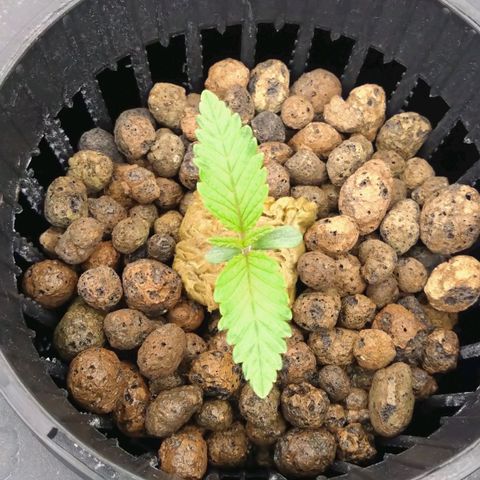 Cereal Milk growlog timeline photo