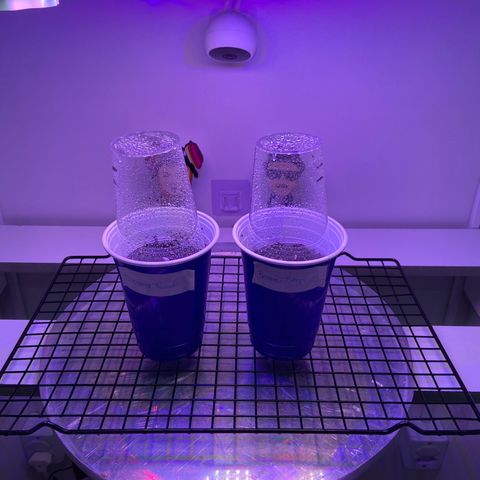 Banana Blaze growlog photo: Plantas migradas para o substrato. Com iluminação 24h no primeiro dia.