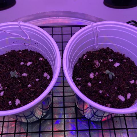 Banana Blaze growlog timeline photo