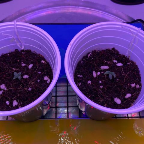 Banana Blaze growlog timeline photo