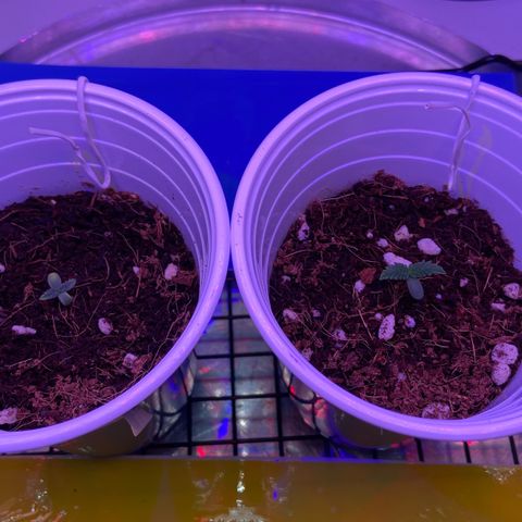 Banana Blaze growlog timeline photo