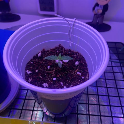 Banana Blaze growlog timeline photo