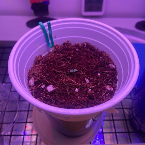 Banana Blaze growlog timeline photo