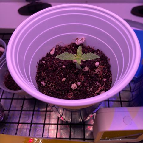 Banana Blaze growlog timeline photo