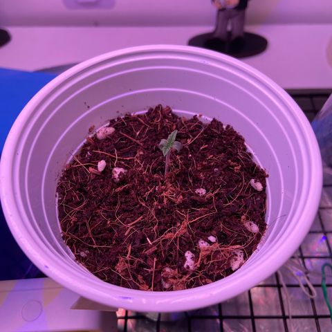 Banana Blaze growlog timeline photo