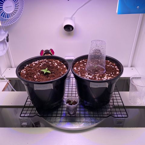 Banana Blaze growlog photo: Transplantados vaso de 3L